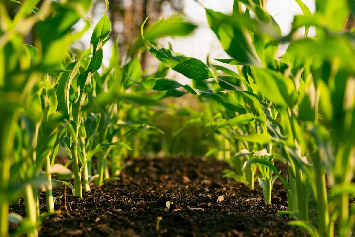 ERP e CRM à Medida ou Primavera, PHC e SAP: Como Decidir